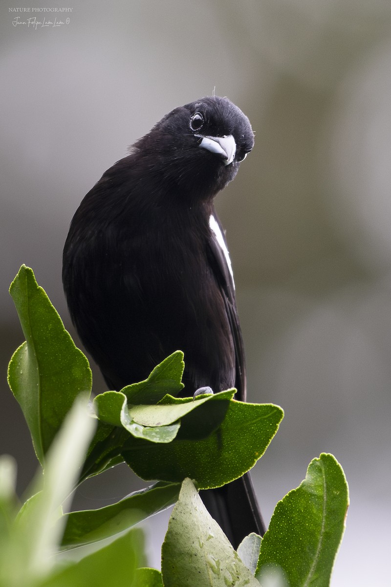 White-shouldered Tanager - ML618528383