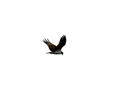 Águila Pescadora - ML618528393