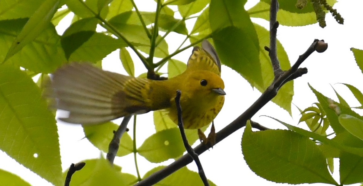 Yellow Warbler - ML618528407