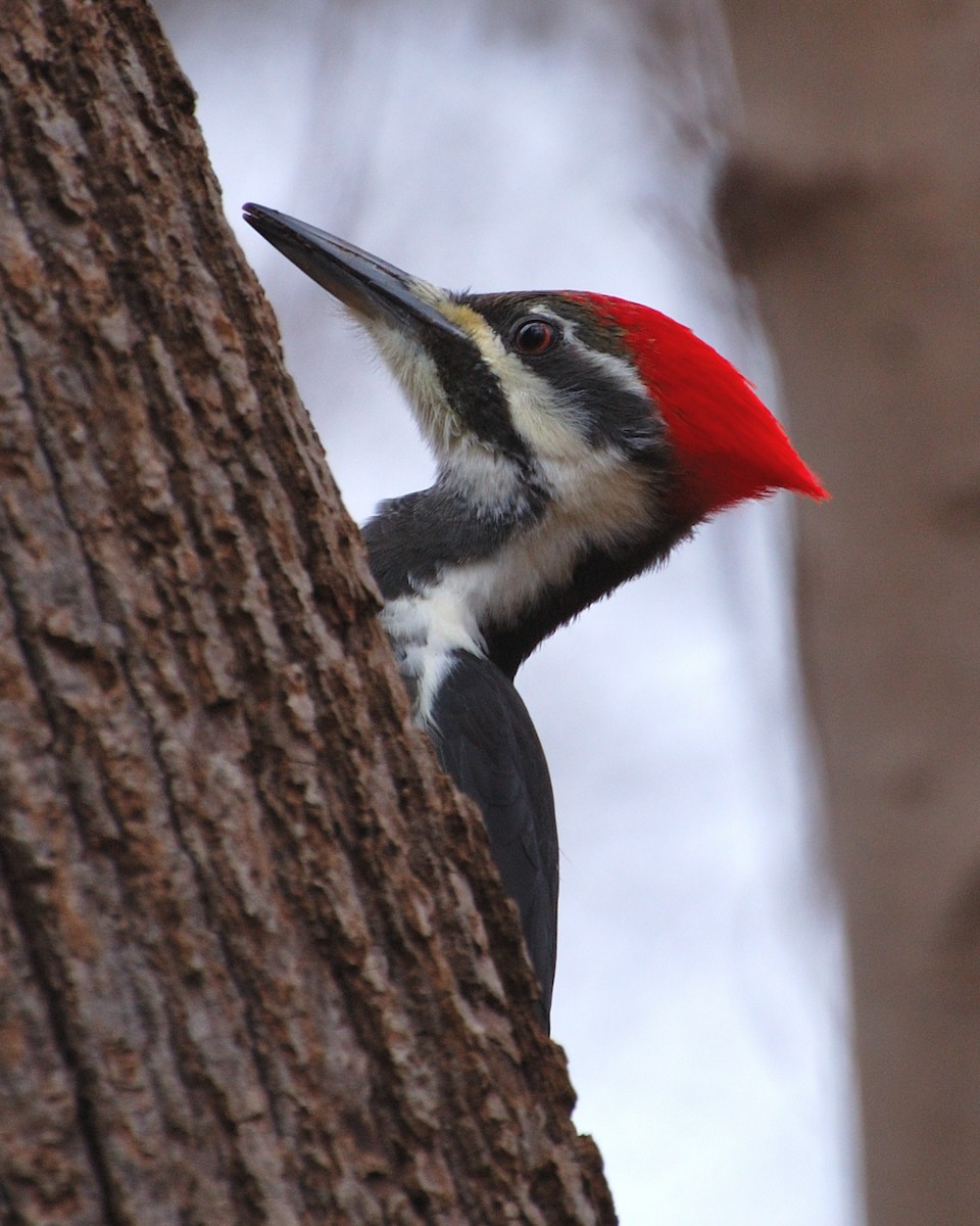 Pileated Woodpecker - ML618528431