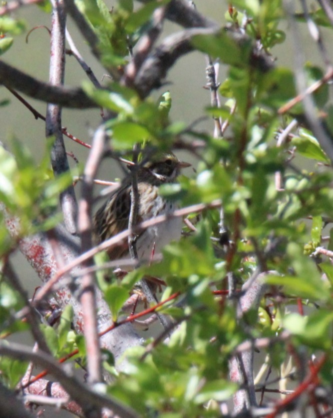 Savannah Sparrow - ML618528444