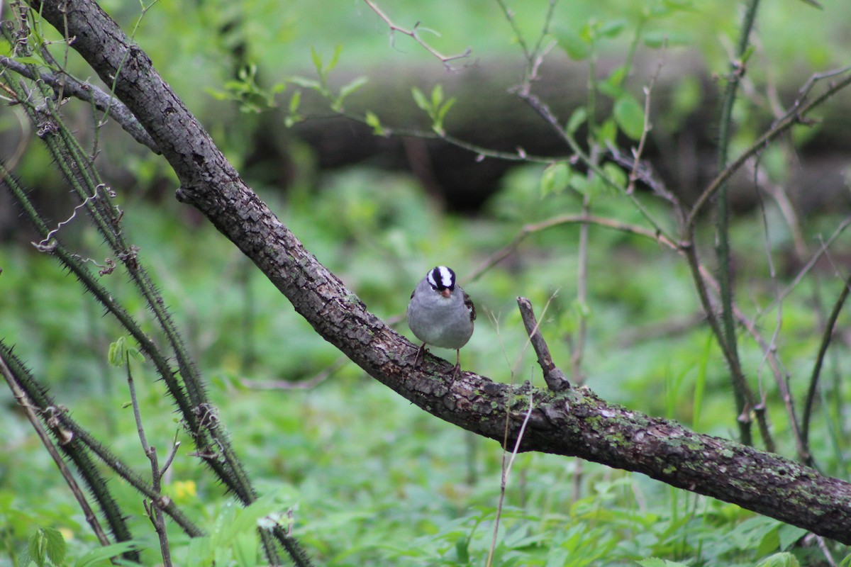 White-crowned Sparrow - ML618528450