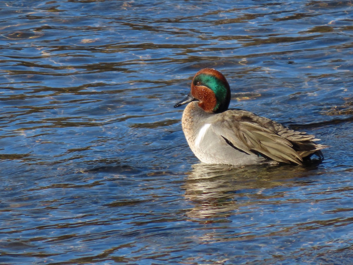 Green-winged Teal - ML618528452