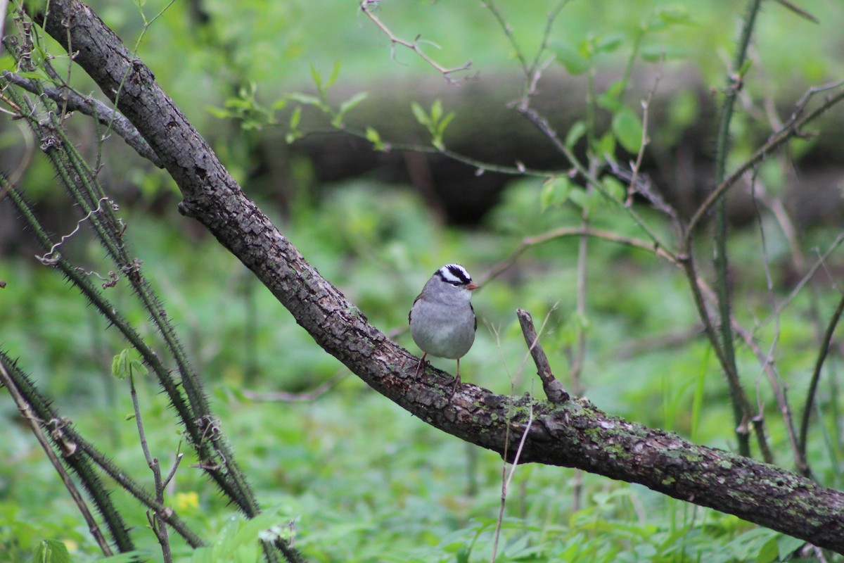 White-crowned Sparrow - ML618528453