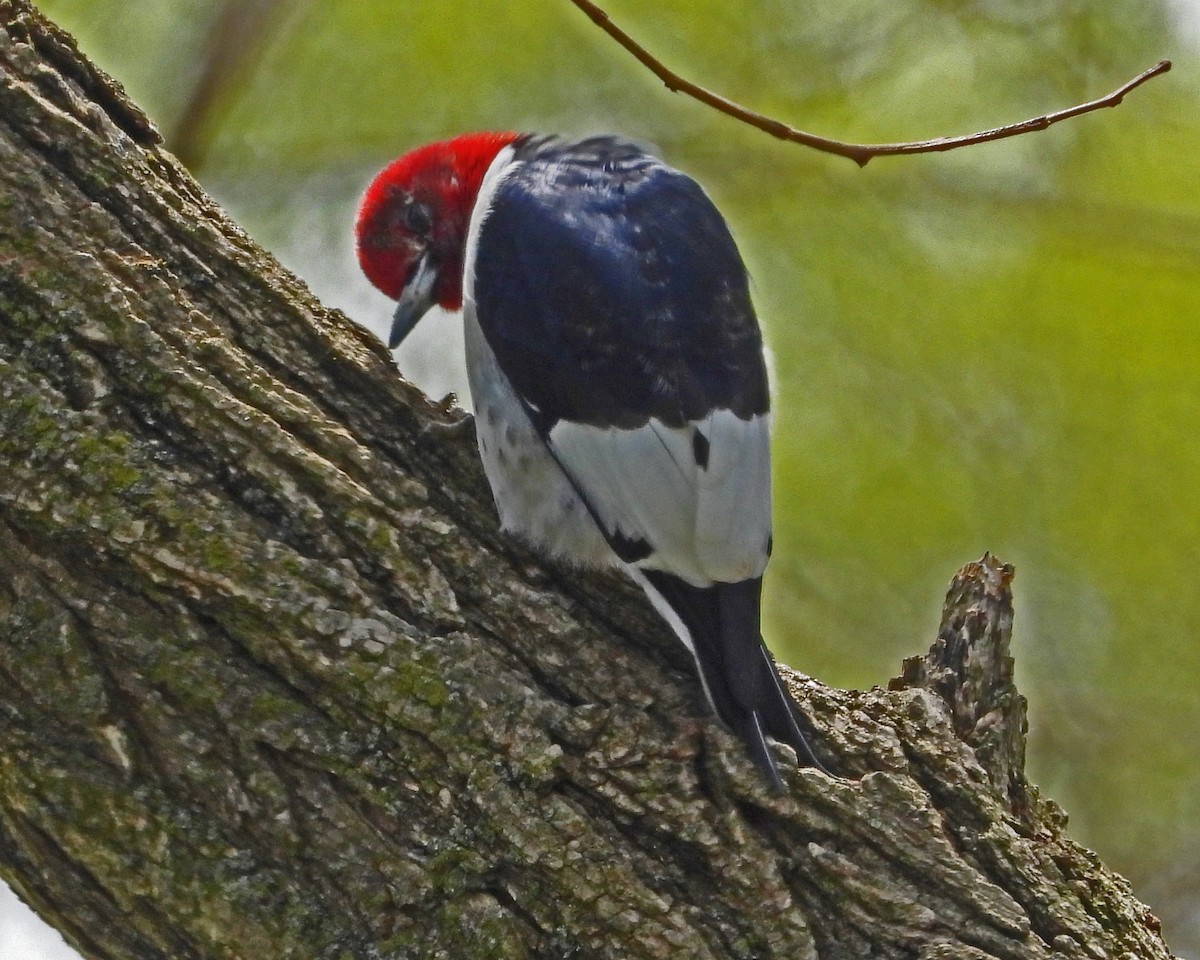 Red-headed Woodpecker - Aubrey Merrill