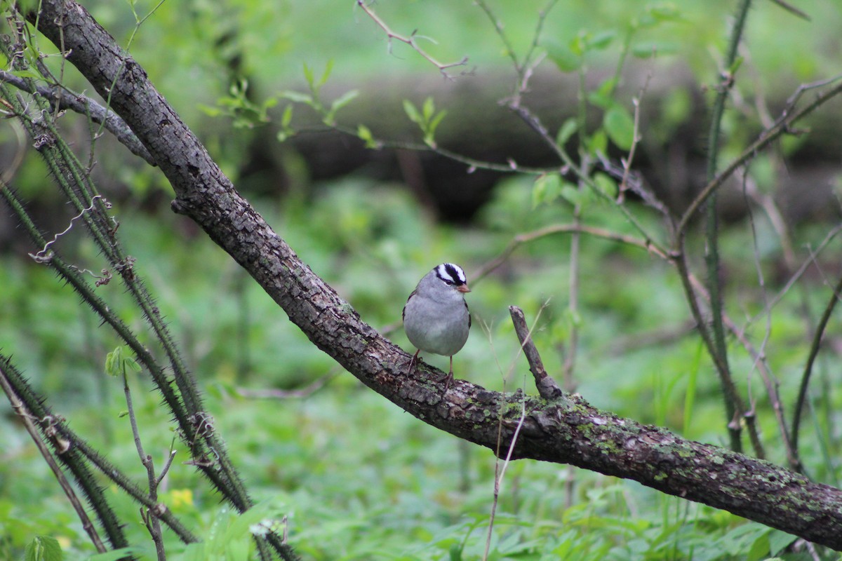 White-crowned Sparrow - ML618528456