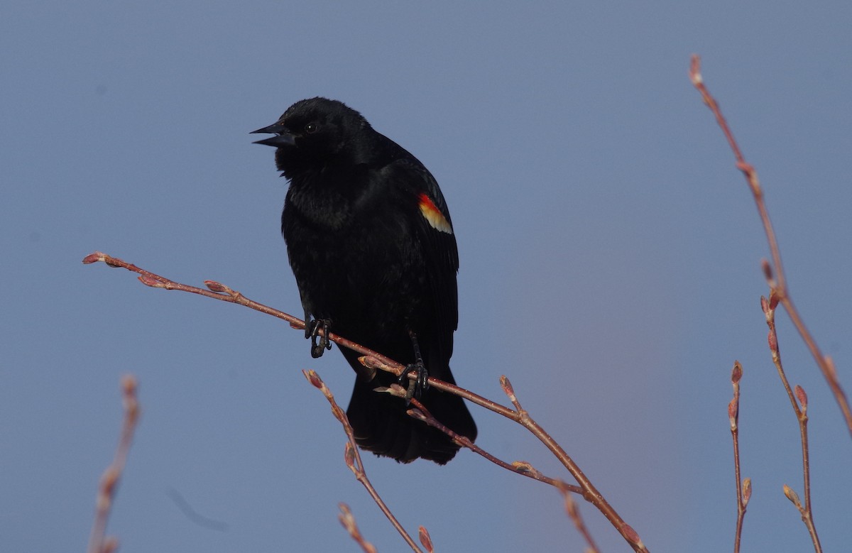 Red-winged Blackbird - ML618528458