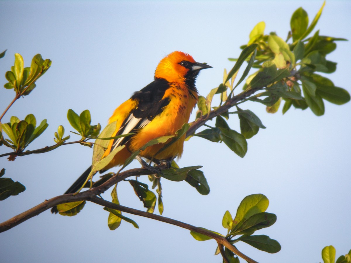 Spot-breasted Oriole - ML618528478