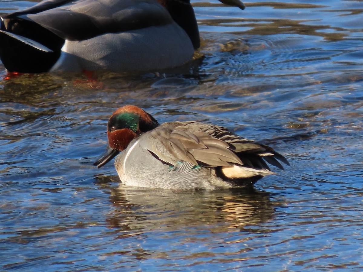 Green-winged Teal - ML618528484
