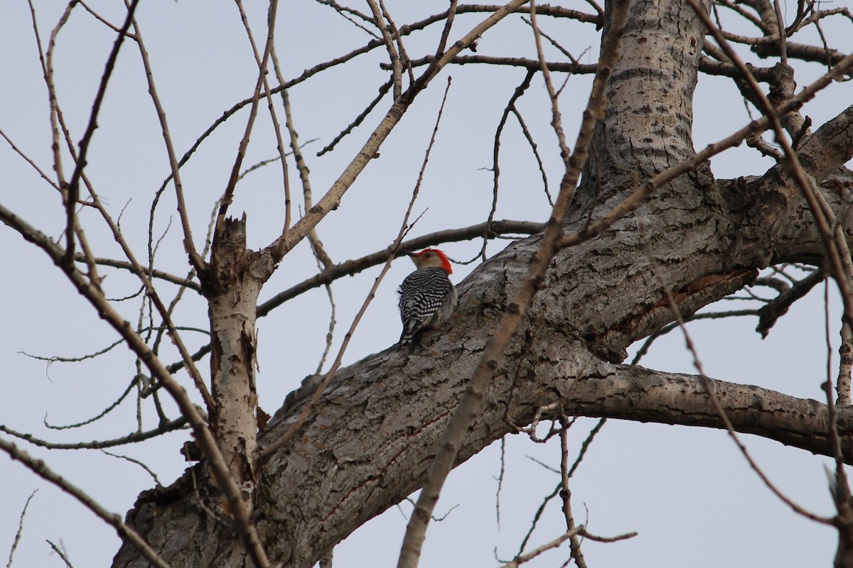 Red-bellied Woodpecker - ML618528498