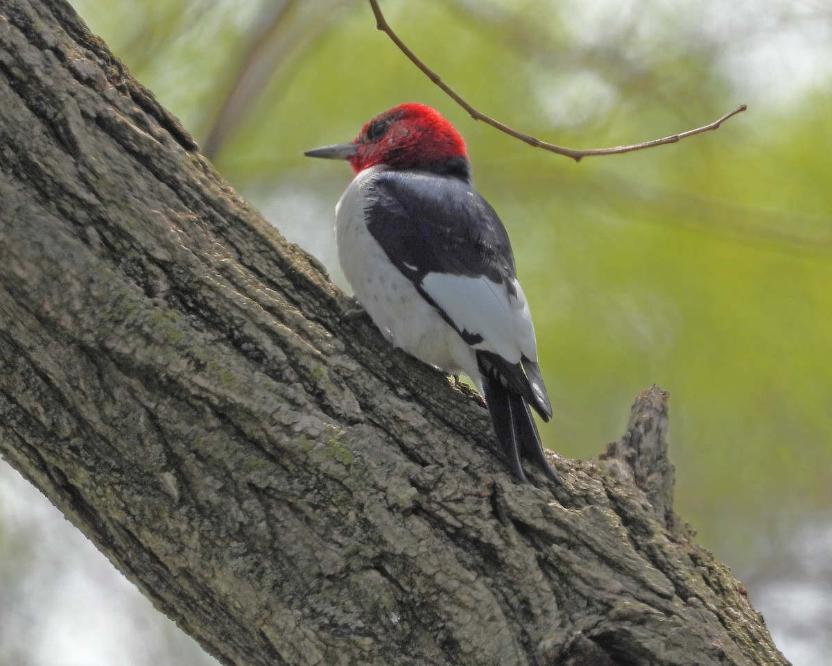 Red-headed Woodpecker - ML618528505