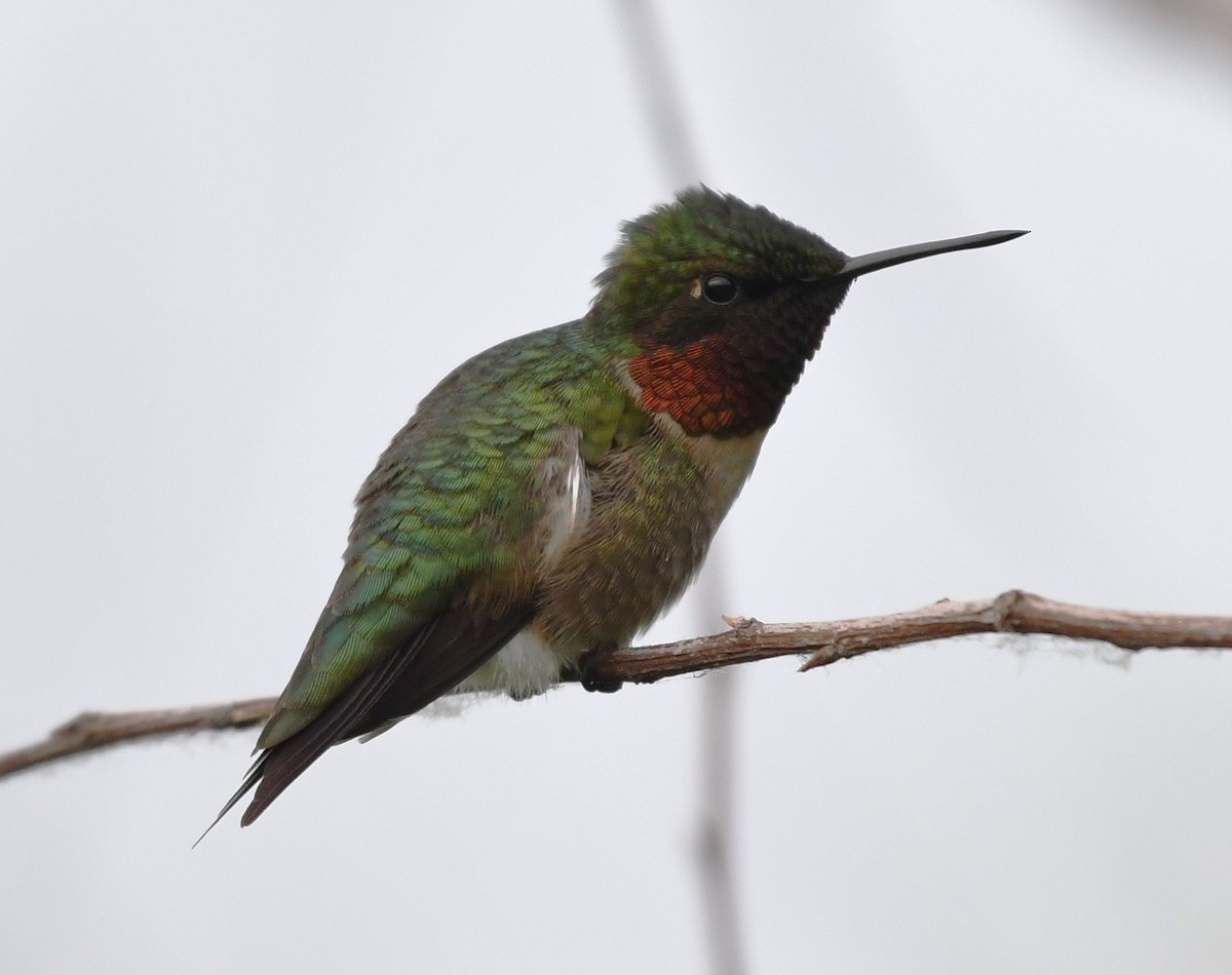 Ruby-throated Hummingbird - ML618528519