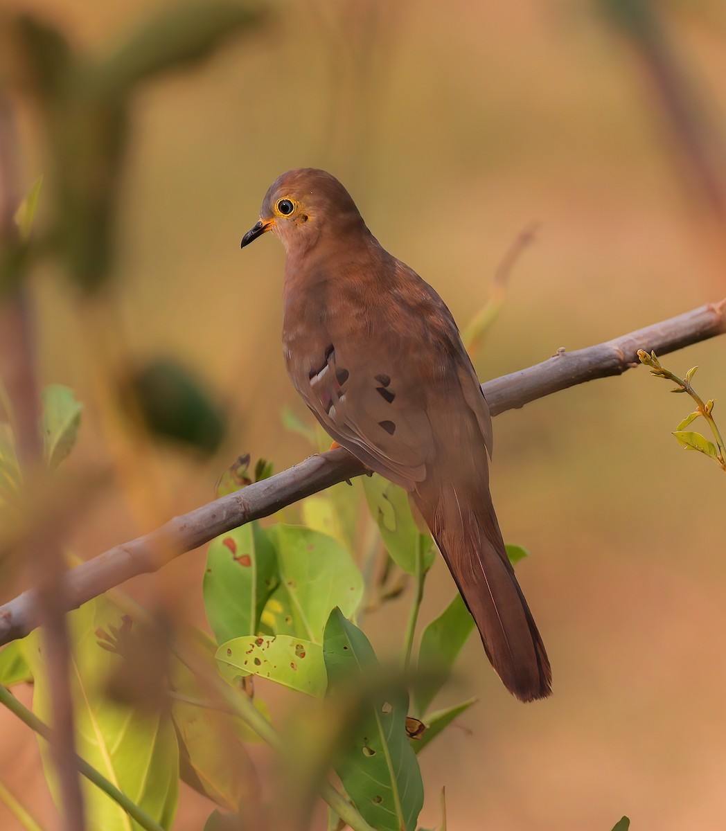 Long-tailed Ground Dove - ML618528521