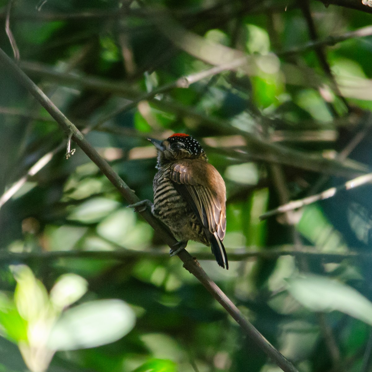 Ochre-collared Piculet - ML618528526