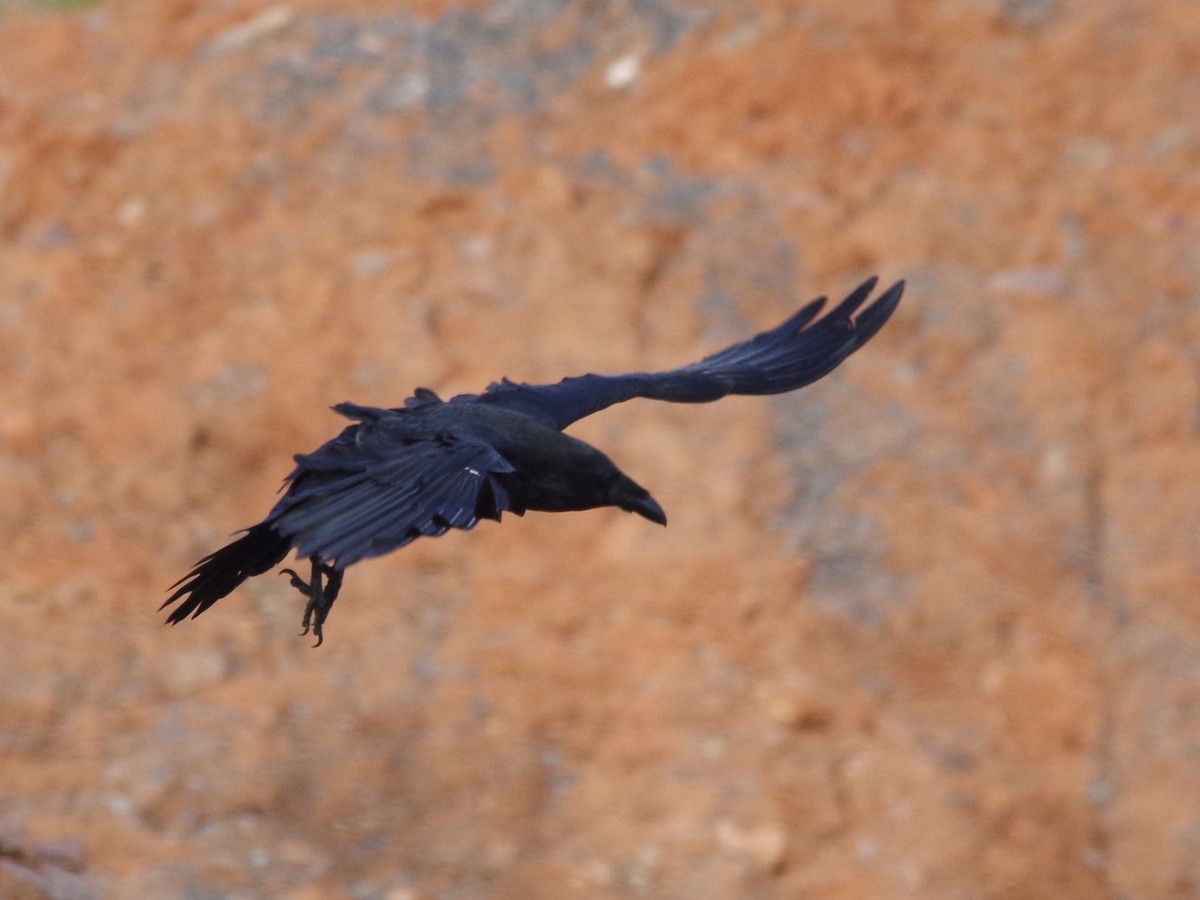 Common Raven - ML618528552
