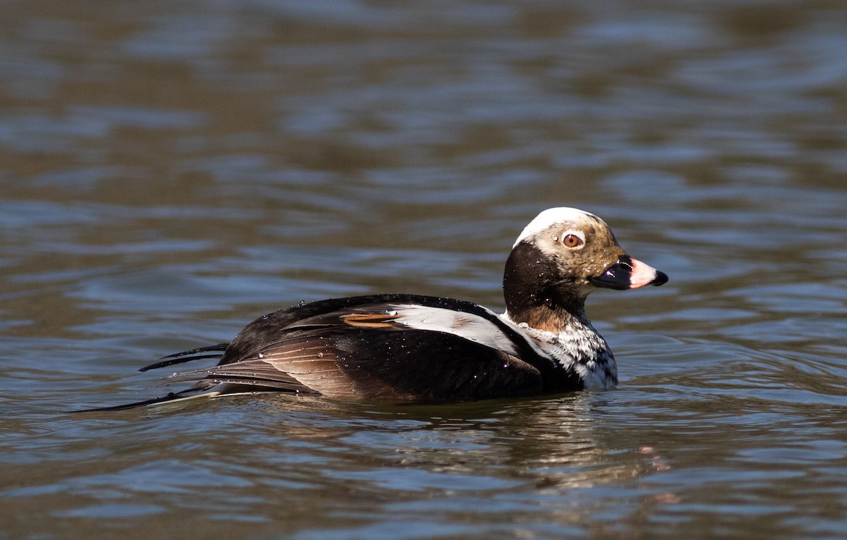 Long-tailed Duck - ML618528555