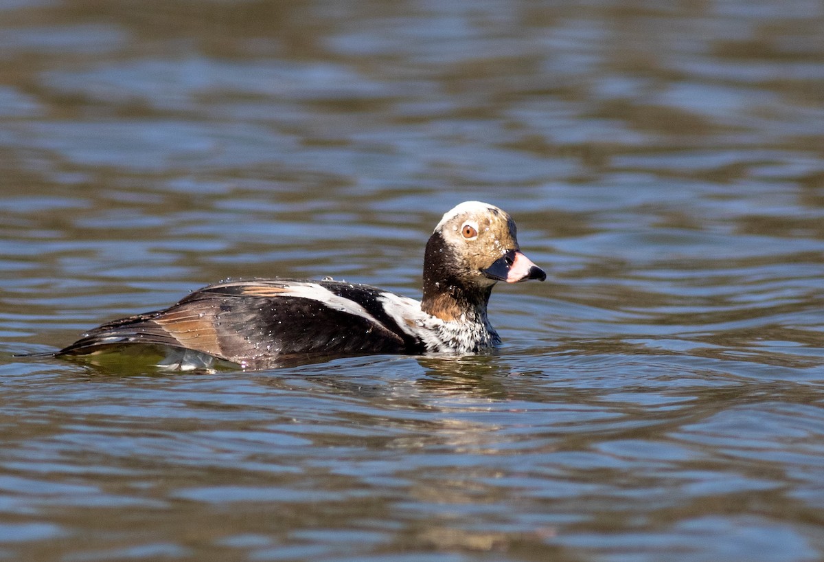 Long-tailed Duck - ML618528556
