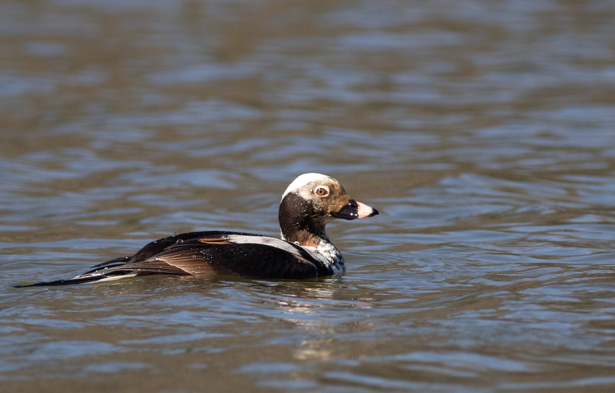 Long-tailed Duck - ML618528557