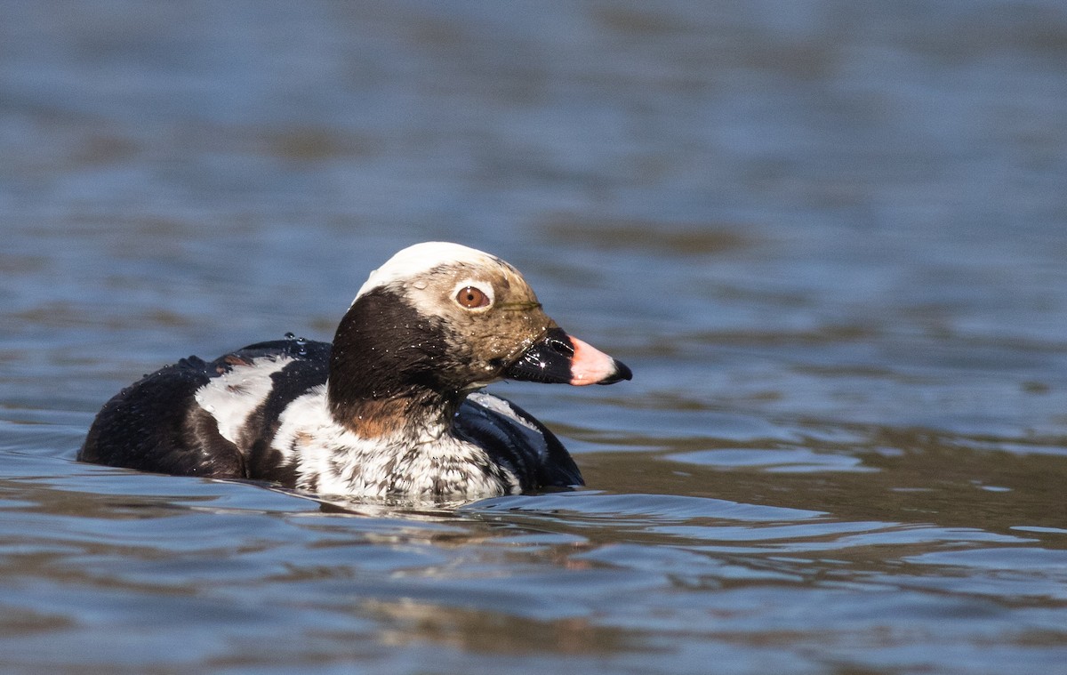 Long-tailed Duck - ML618528558