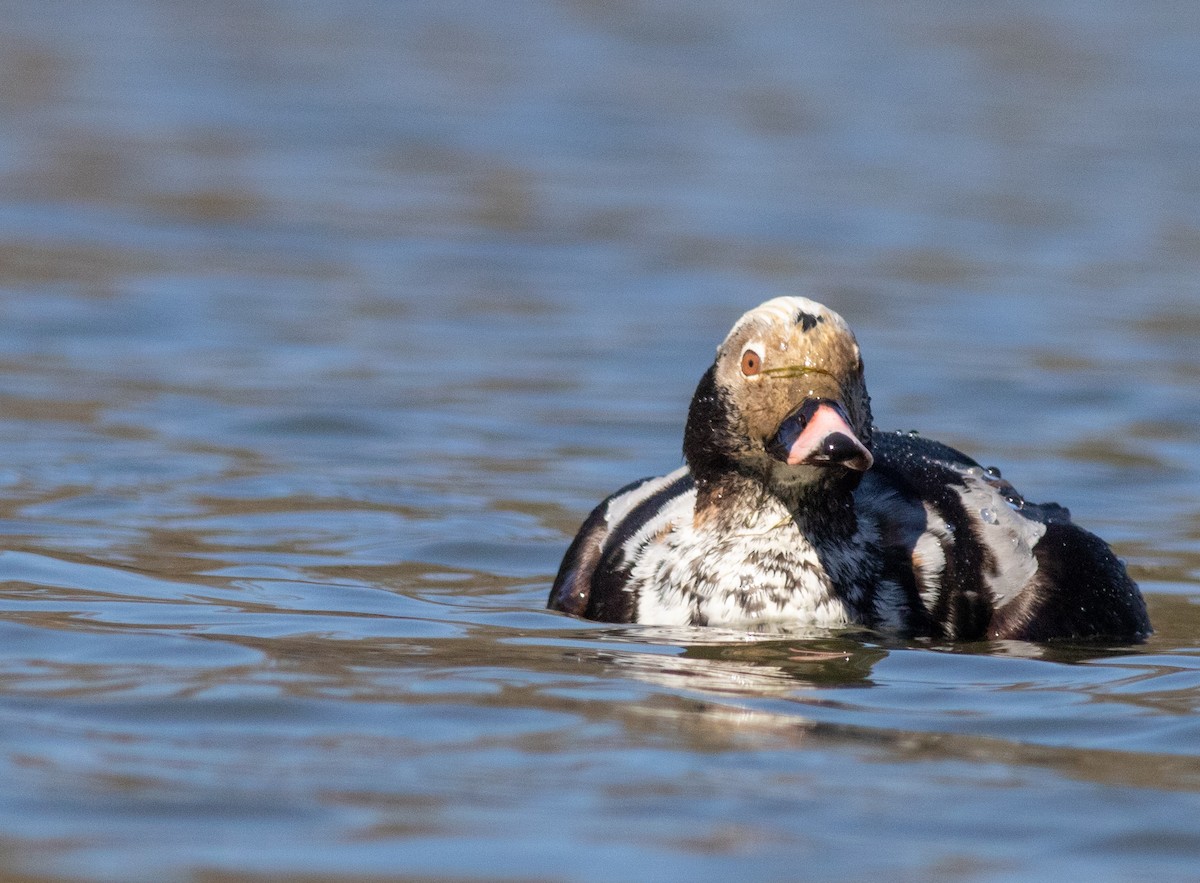 Long-tailed Duck - ML618528559