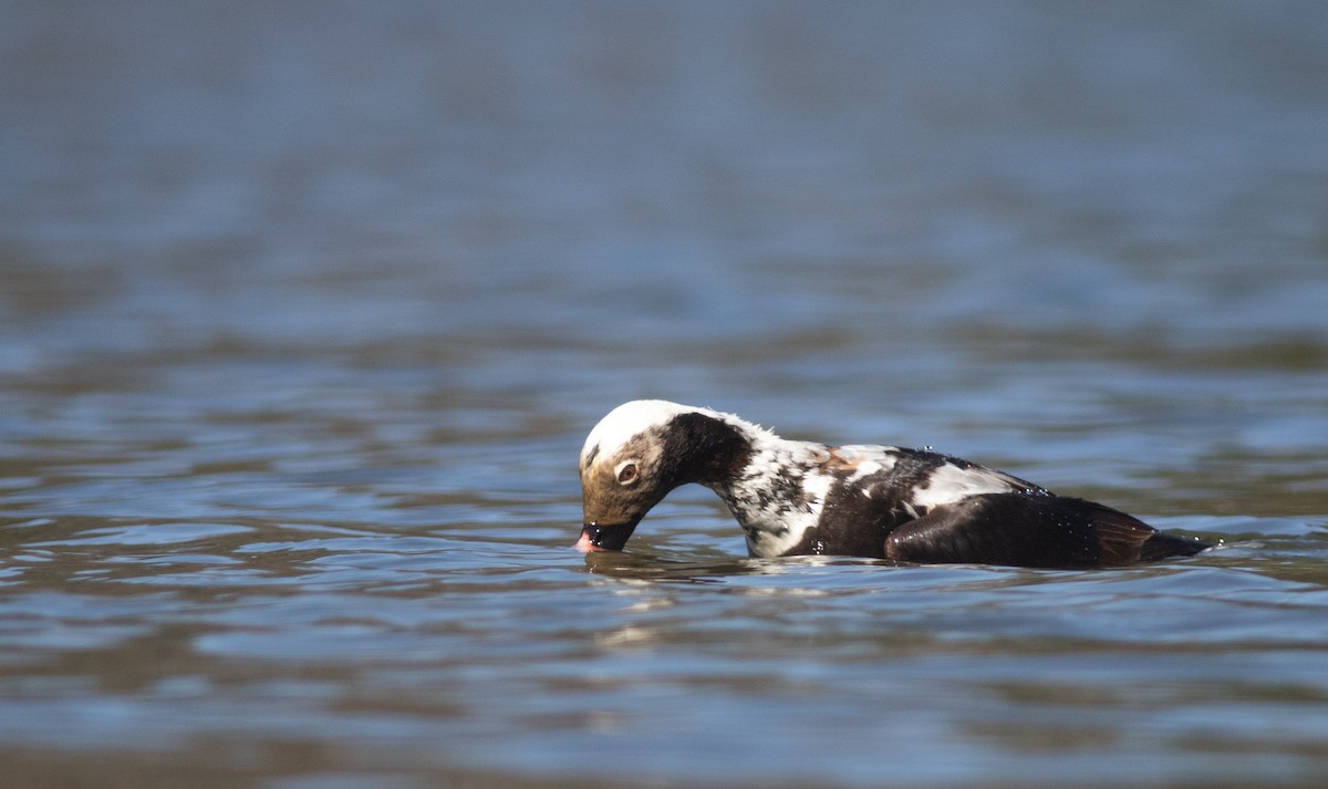 Long-tailed Duck - ML618528560