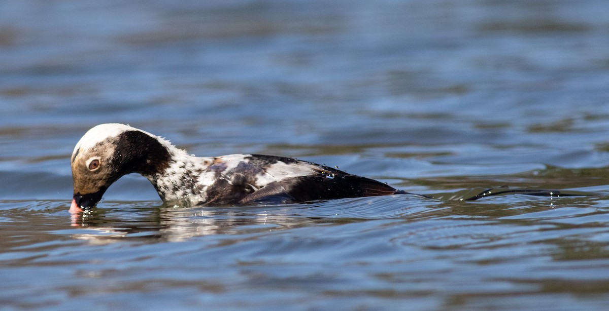 Long-tailed Duck - ML618528562