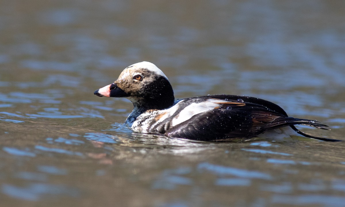 Long-tailed Duck - ML618528564