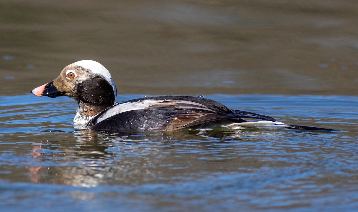 Long-tailed Duck - ML618528565