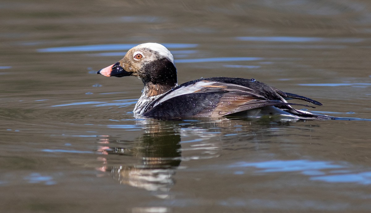 Long-tailed Duck - ML618528567