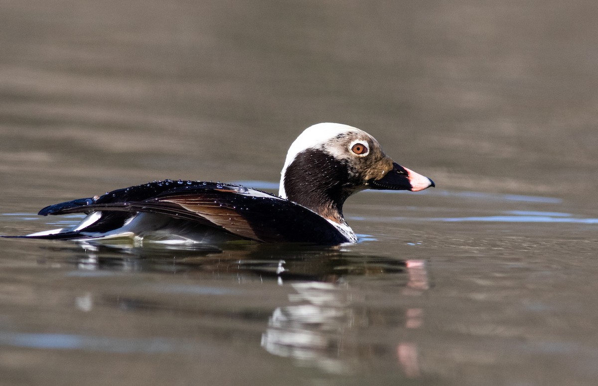 Long-tailed Duck - ML618528568