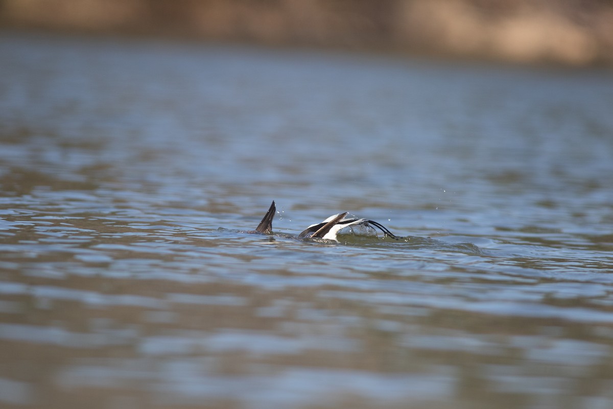 Long-tailed Duck - Brian Quindlen