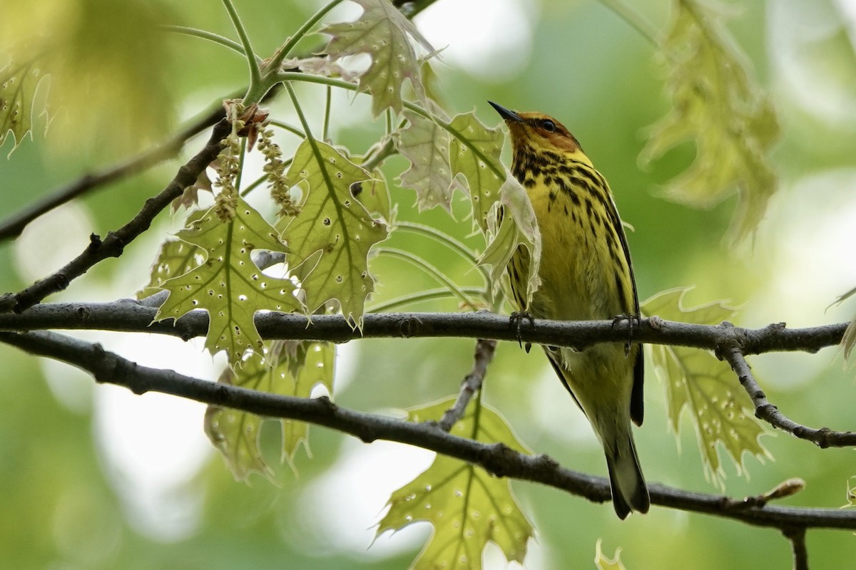 Cape May Warbler - ML618528626