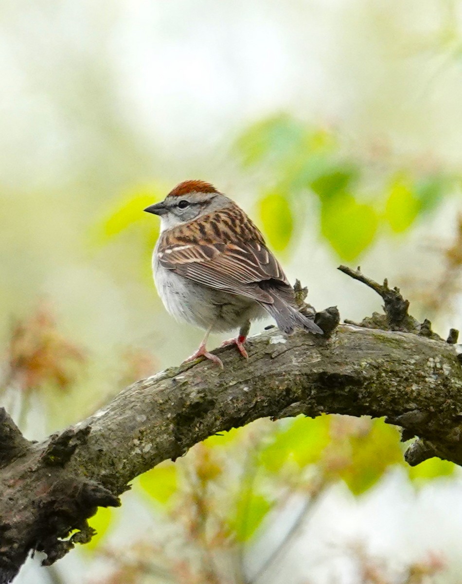 Chipping Sparrow - ML618528635