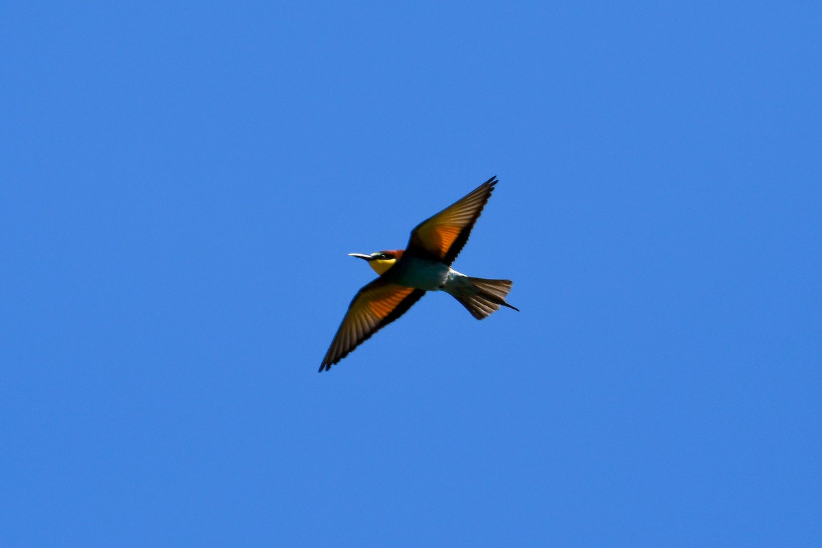 European Bee-eater - Bill Asteriades