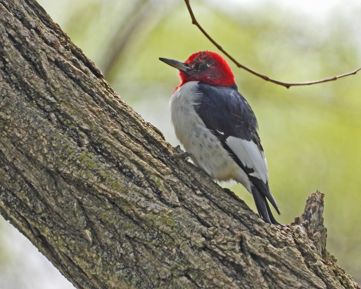 Red-headed Woodpecker - ML618528674