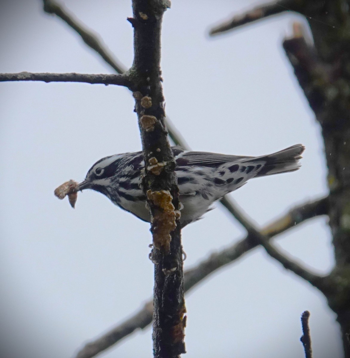 Black-and-white Warbler - ML618528691