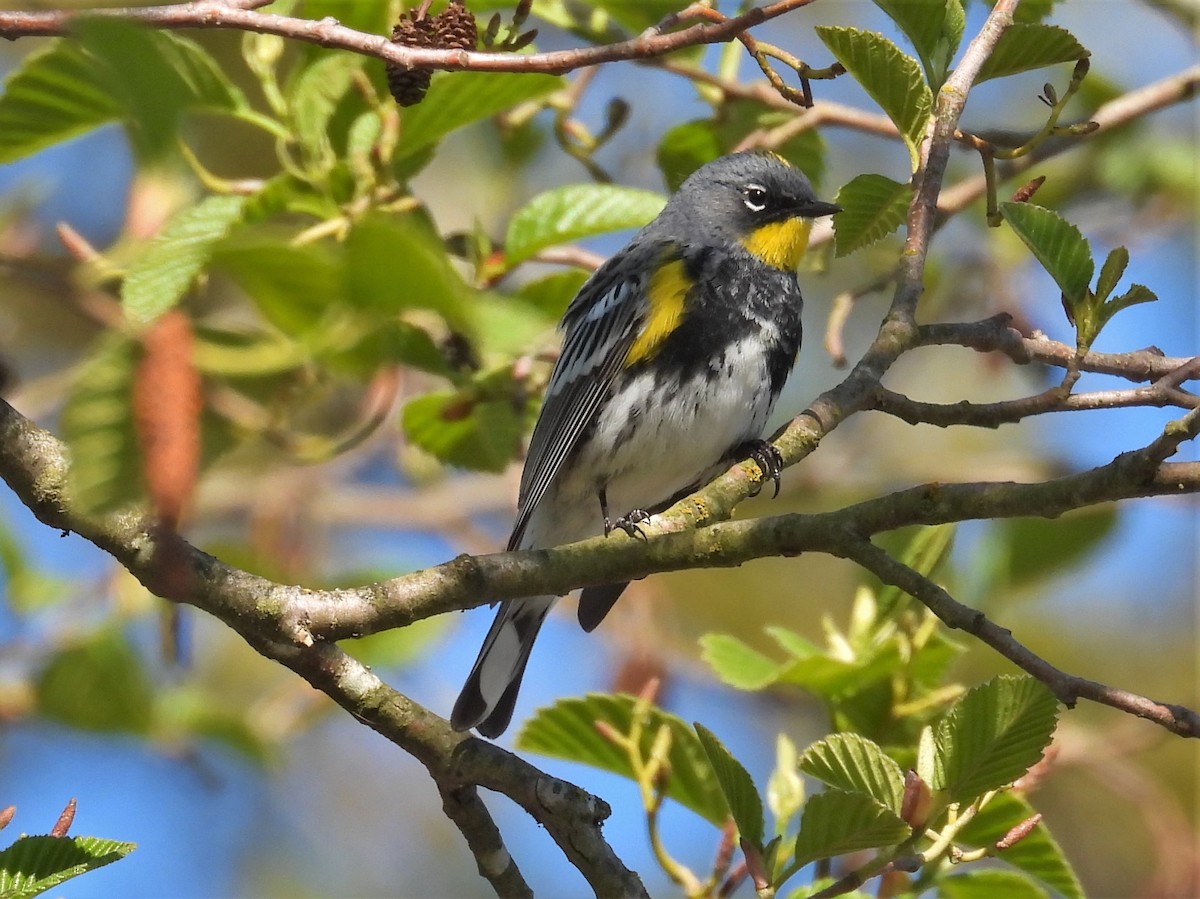 Yellow-rumped Warbler (Audubon's) - ML618528694