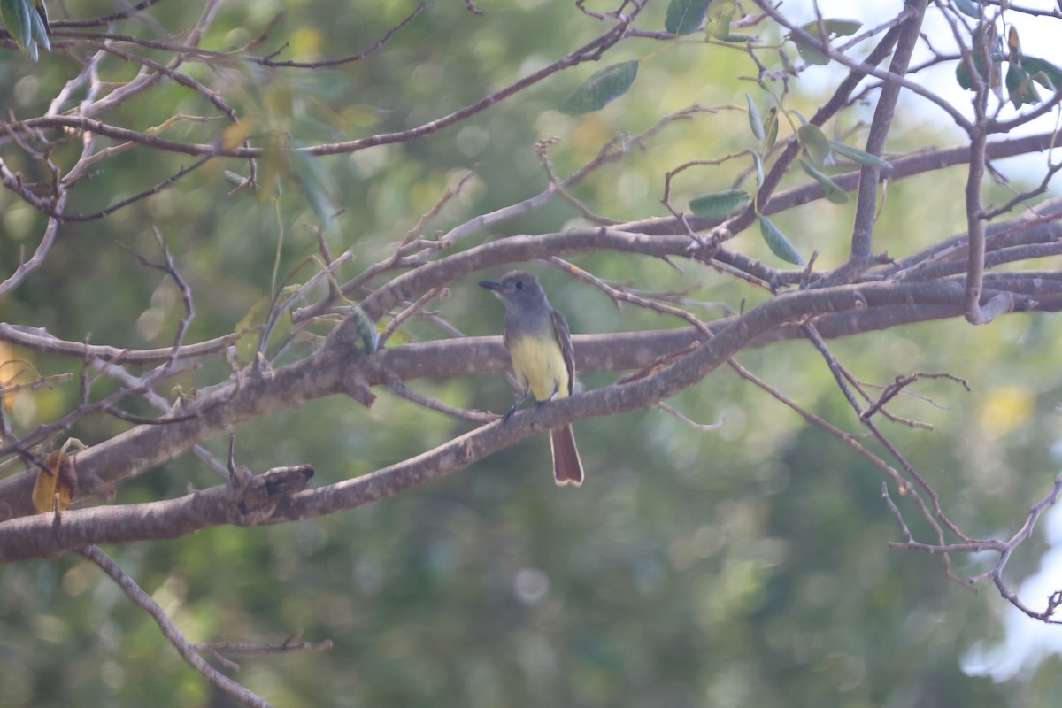 Great Crested Flycatcher - ML618528713