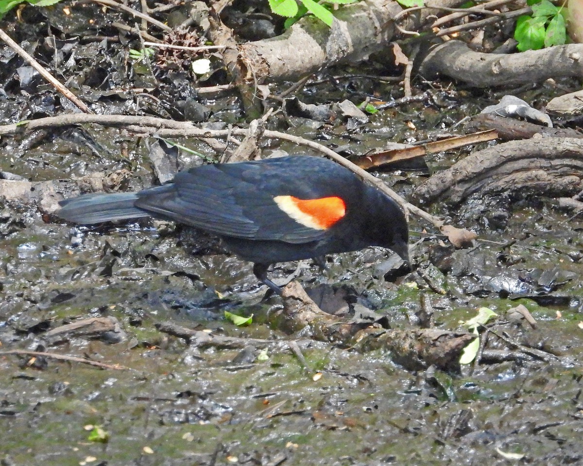 Red-winged Blackbird - ML618528717