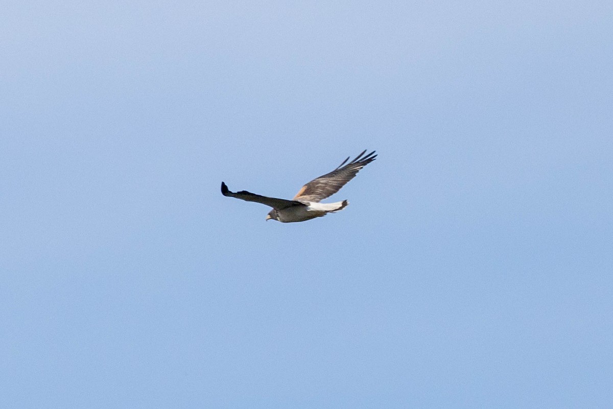 White-tailed Hawk - Eric Gustafson