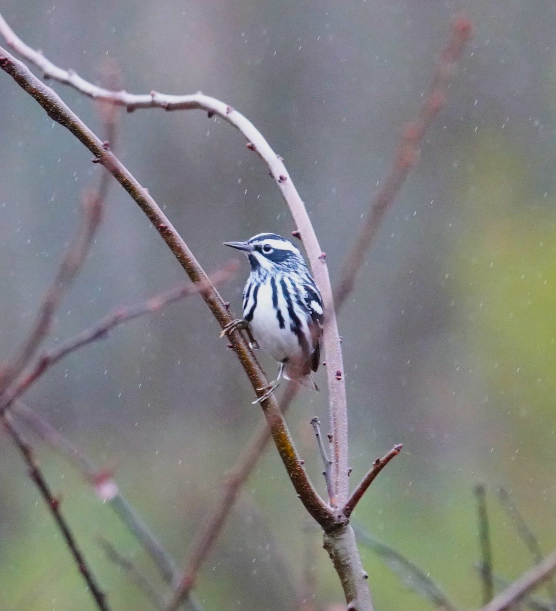 Black-and-white Warbler - ML618528753