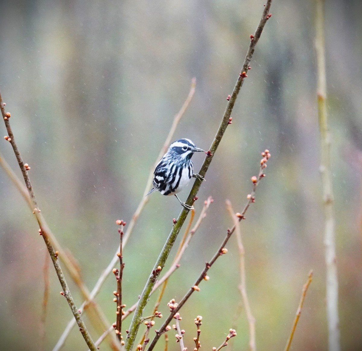 Black-and-white Warbler - Brian Lineaweaver