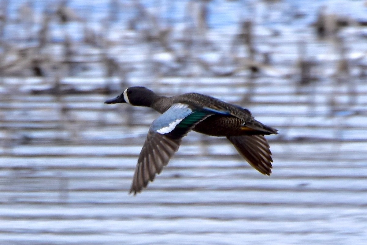 Blue-winged Teal - ML618528784