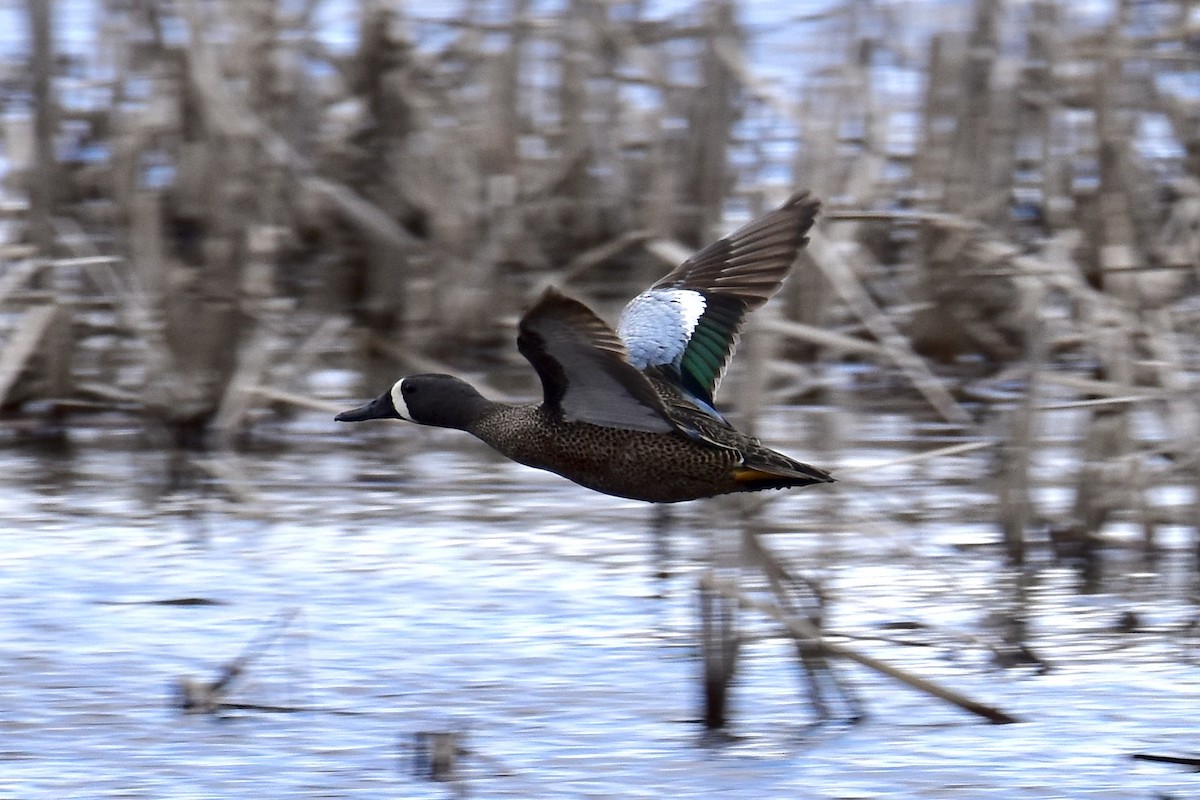 Blue-winged Teal - ML618528785