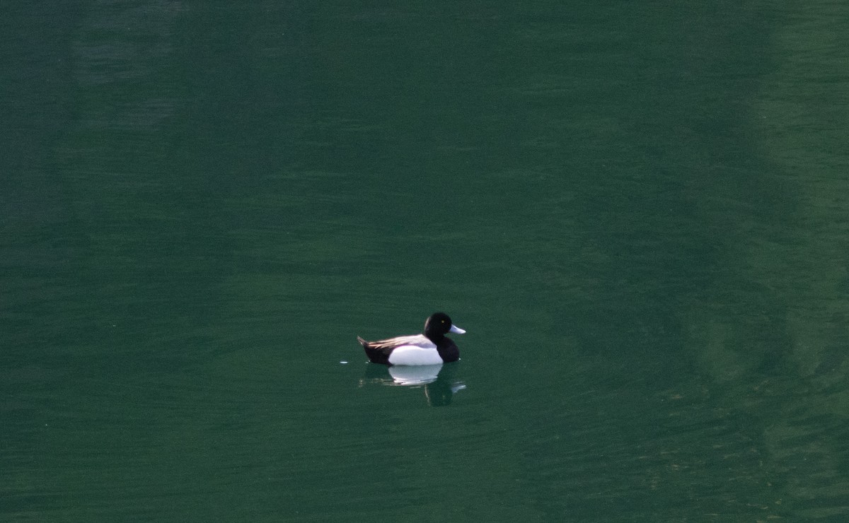 Greater Scaup - ML618528810