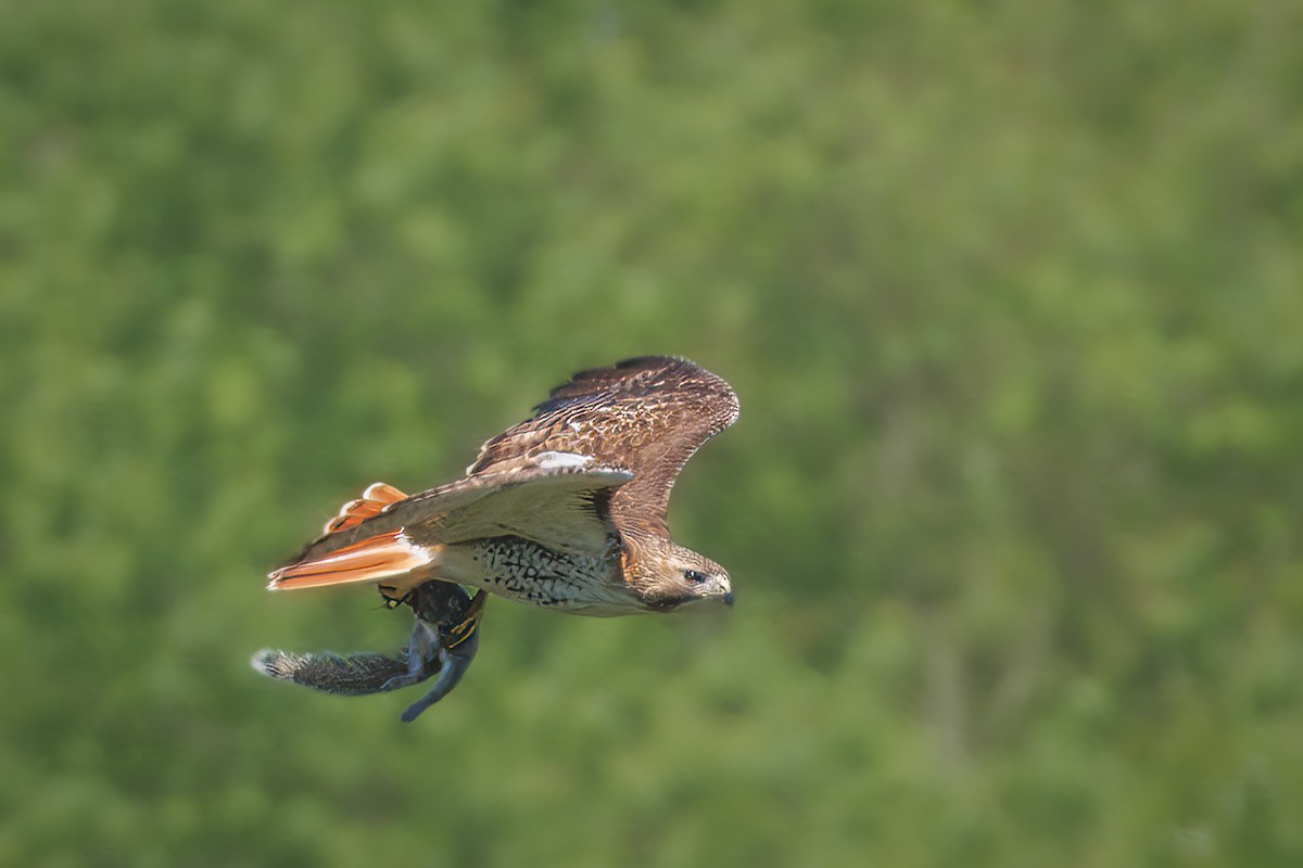 Red-tailed Hawk - Todd Winn