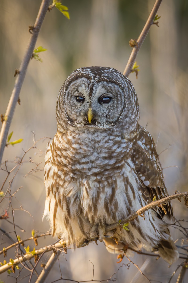 Barred Owl - ML618528844