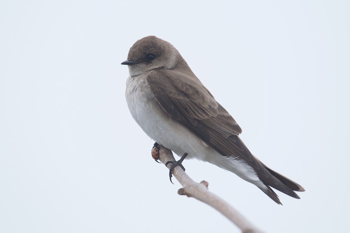 Northern Rough-winged Swallow - ML618528864