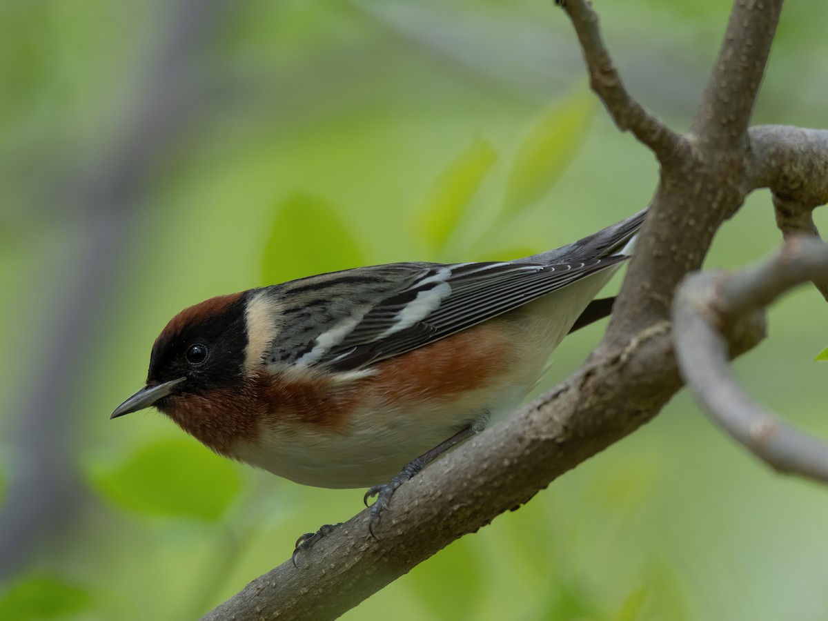 Bay-breasted Warbler - ML618528868