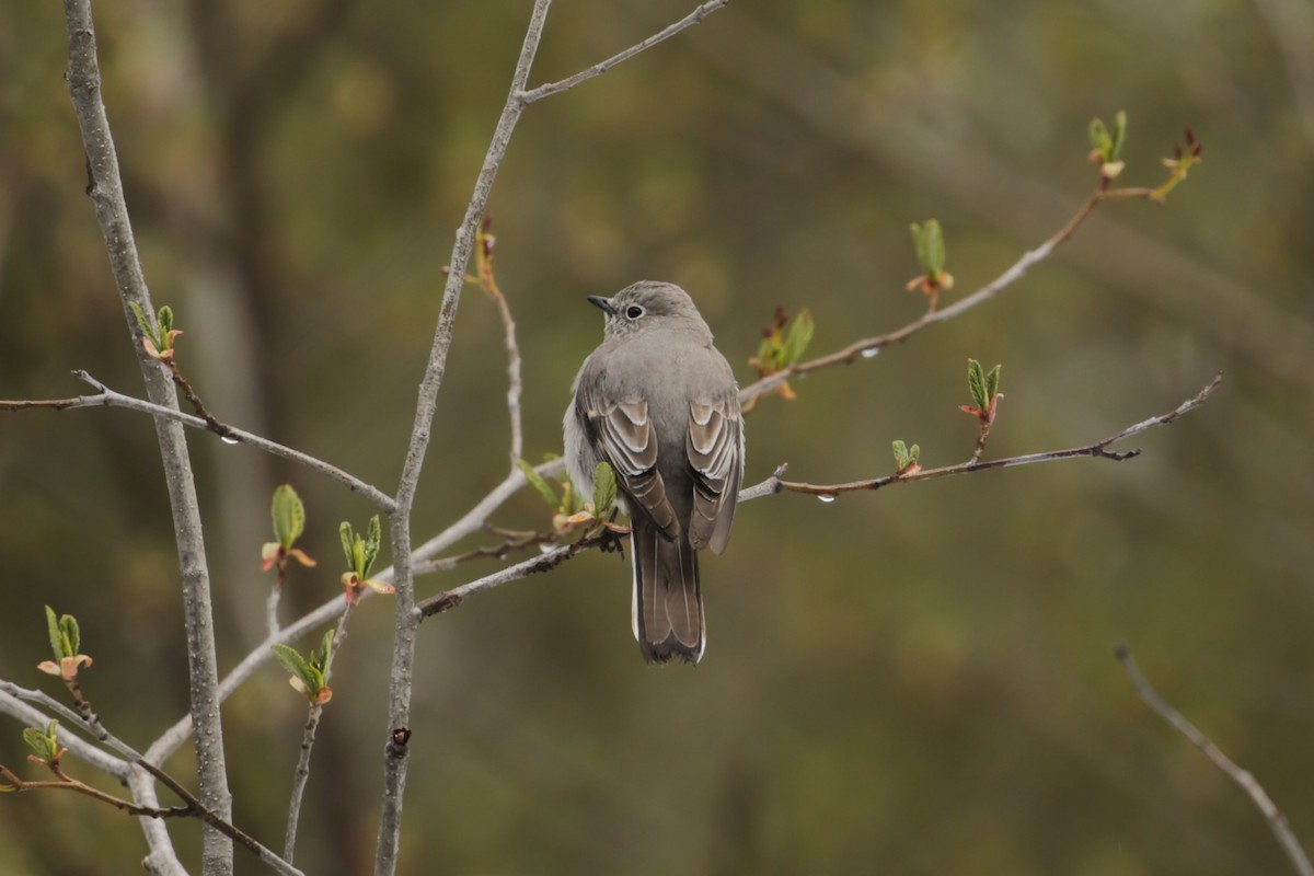 Townsend's Solitaire - ML618528874